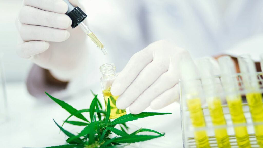 שמן CBD