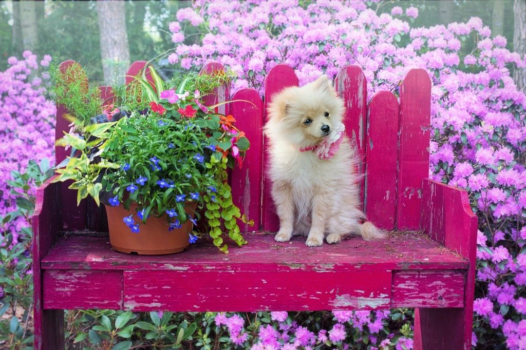פומרניין