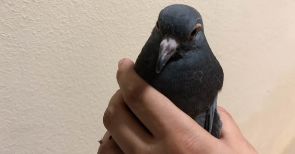 שירות הרחקת יונים